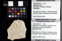 Foto (Objket + Etiketten) von Discutiolira moesica (Muţiu & Bădăluţă, 1971) 